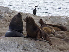 Islotes Les Éclaireurs, ubicados en el territorio argentino del Canal de Beagle, al este de la bahía de Ushuaia. Los indios Yámana los llamaban Kashuna.