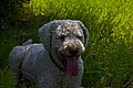 lagotto rouanné