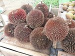 紅殼榴槤（英语：Durio dulcis） Durian marangang