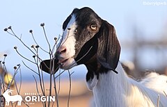 Maltese goat grazing in Delimara, Malta.