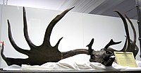 Sungay sin extinct nga bugsok (Irish elk)