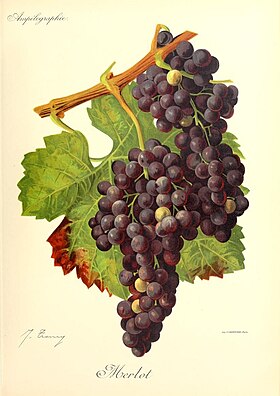 Image illustrative de l’article Merlot