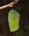 Chrysalis.