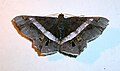 Geometridae