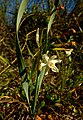 Narcissus tortifolius in Peñas Blancas Cartagena.