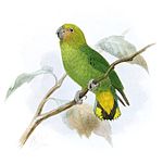 Drawing of green parrot with yellow cheeks and yellow tail with black markings
