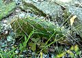 Opuntia polyacantha