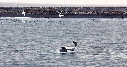 Orca feeding on a fur seal at Bogoslof Island