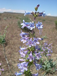 A single stem crowded with blue funnel shaped flowers in six groups