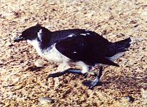 Peruvian diving-petrel