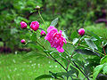 Um cultivar de Paeonia lactiflora