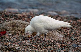 Eating regurgitated penguin chick food