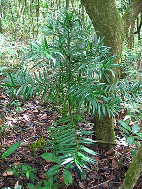 Podocapus sellowii jovem num bosque próximo à cidade de Pacoti (Ceará, Brasil)