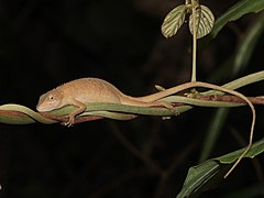 Description de l'image Pseudocalotes microlepis 60487018.jpg.