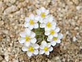 Pygmy poppy (Canbya candida)