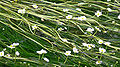 Ranunculus aquatilis (vallée du Rhin).