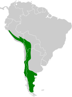 Distribución geográfica del yal pechinegro.