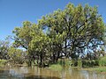 Acacia stenophylla, Macquarie Marshes