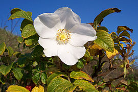 Rosa rugosa simple blanche.