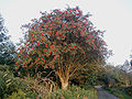 Image 5Rowan tree in Wicklow, Ireland (from List of trees of Great Britain and Ireland)