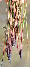 Base of flowering stems (culms)