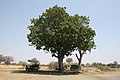 A sausage tree in Botswana in use as an airport departure lounge