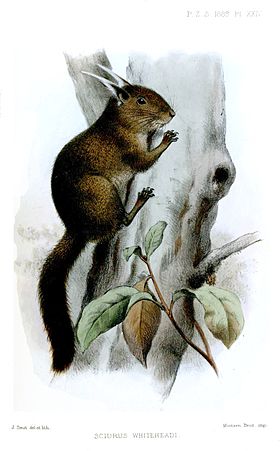 Exilisciurus whiteheadi