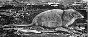 Black-and-white picture of a shrew