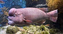 an adult male Asian sheephead wrasse