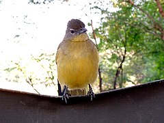 Bulbul à poitrine jaune ?