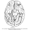 Fusiform gyrus in a ventral view (from below, diagrammatic), labeled at left