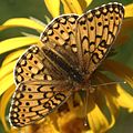 Mormon fritillary, Speyeria mormonia. Thanks to David J. Ferguson at BugGuide.net for ID.