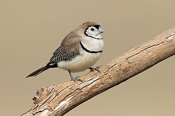 Double-barred finch