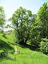 Tassilolinde Wessobrunn (2010)