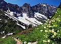 Image 33Alpine flora near Cascade Pass (from Montane ecosystems)