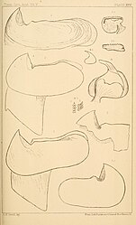 #25 (?/12/1872) and others Verrill's sketches of the two halves of the lower mandible of specimen No. 4 from 1872 (#25), drawn from photographs (figs. 5–5a), as well as beaks and other remains redrawn from earlier sources: #16 from Harting (1860:pl. 1 figs. 1, 8, 8') (figs. 1–1b); Steenstrup's A. dux from Harting (1860:pl. 1 fig. 1A) (fig. 2); #13 after what was eventually published as Steenstrup (1898:pl. 1 fig. 2) (fig. 3); and "Enoploteuthis hartingii" from Harting (1860:pl. 2 fig. 15, pl. 3 figs. 23–24) (figs. 4–4b) (Verrill, 1880a:pl. 25)