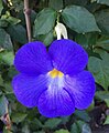 Thunbergia erecta ou Gueule de loup.