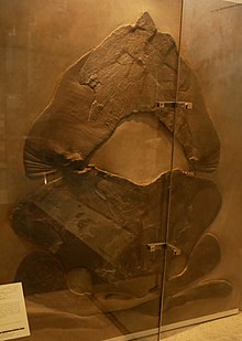 Fossil Head Shield of Titanichthys clarkii