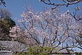 山門脇の彼岸桜