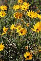 Osteospermum sinuatum