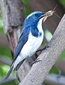 Image 16Predators, such as this ultramarine flycatcher (Ficedula superciliaris), feed on other animals. (from Animal)