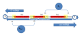 Dual function Promoter+Operator