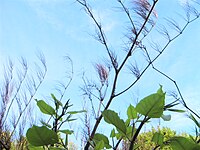 Dead stems from previous years remain in place as new growth appears.