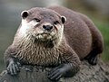 An otter with facial whiskers.