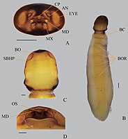 Male pupa head (top left) and adult female of Xenos yangi (Stylopidia, Xenidae) in ventral view (right) and closeup of the cephalothorax (centre and bottom left)