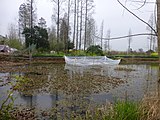 Frogs being raised for food in a small plastic enclosure in a pond in Hubei, China