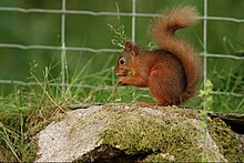 This red squirrel's mouth is showing the first signs of potential "Squirrelpox virus" infection