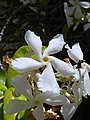 Trachelospermum jasminoides