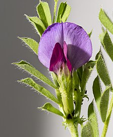 Flor común.