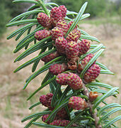 Abies balsamea